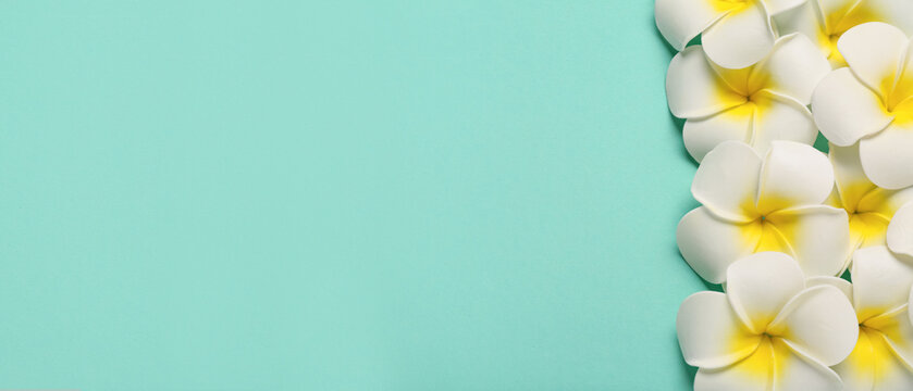 Beautiful plumeria flowers on turquoise background