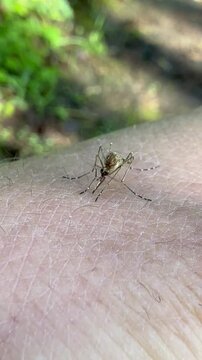 mosquito sucking blood macro shot