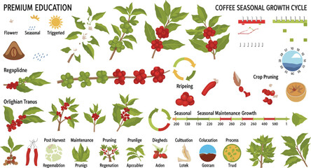 Coffee seasonal growth cycle and plantation agronomy infographic elements set featuring plant development stages berry ripening cherry harvest and crop pruning icons for agricultural science textbooks © AdhinChandra