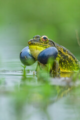 Obraz premium frog in the pond Indian bullfrog 