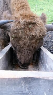 Vertical video of European bison (Bison bonasus) eating from a feeding trough. A bison farm in Altai.
