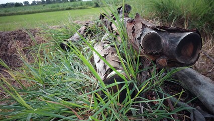 Obraz premium Pile of dry firewood left on the ground with wild grass growing around it.