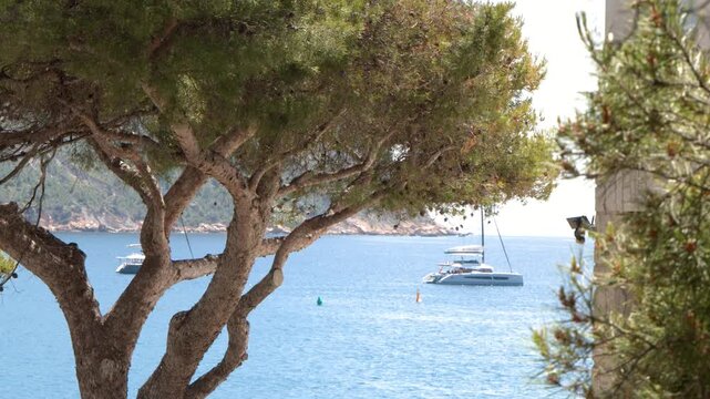 Luxury Catamaran Sailing on Blue Mediterranean Sea Framed by Pine Trees