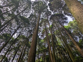 Fototapeta premium trees in the woods