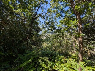 Fototapeta premium green forest in the morning