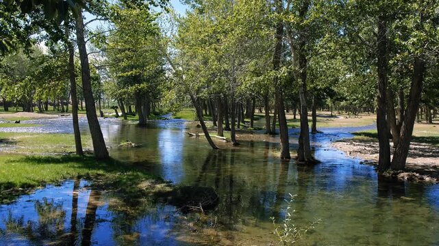 Video of floodplain poplar forest near the river. Branched channels of the Kyzylshin river in Altai.
