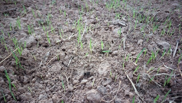 Close-up of small rice shoots germinating on the ground, concept of new life and agriculture growth.