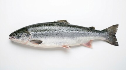 Obraz premium Fresh Whole Atlantic Salmon Isolated on White Background - Raw Fish for Culinary and Seafood Concepts