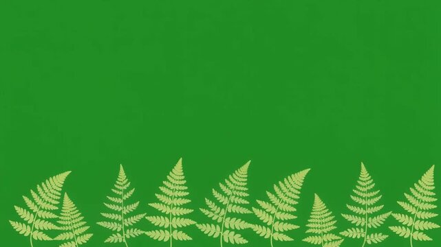 Minimalist background with a row of light green fern leaves isolated on a solid green screen chroma key background
