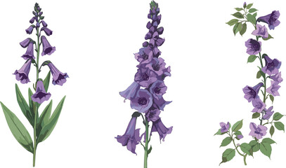 Purple Foxglove and Delphinium Wildflower Botanical Vector Illustration Set with Stems and Green Leaves Isolated on White Background for Floral Greeting Card Designs © Rafika