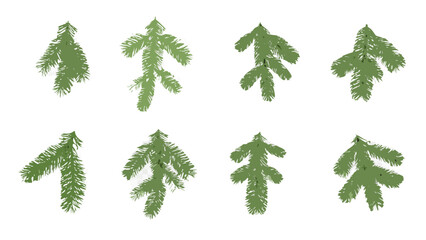 Fir branches collection vector illustration with transparent background © shova