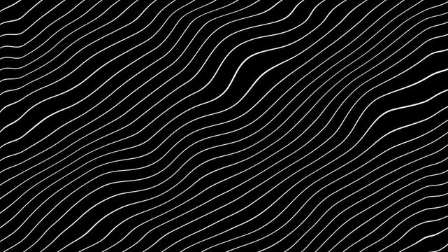 Grey abstract curved wavy lines on black background.
curvy lines pattern seamless loop copy space background animation. Abstract white wavy lines on black background animation.