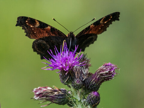 butterfly on thistle flower