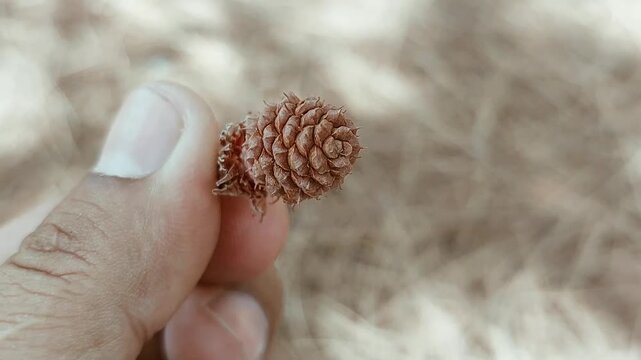 Close Up Macro Shot Of A Tiny Brown Pine Cone
