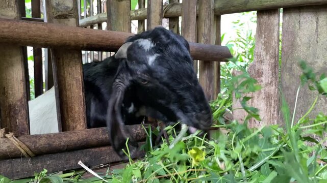 A tame pet goat is eating leaves in a wooden pen.