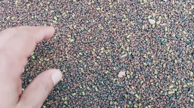 Close Up Shot Of Unripe Jamun Fruits Dropped By Severe Heatwave