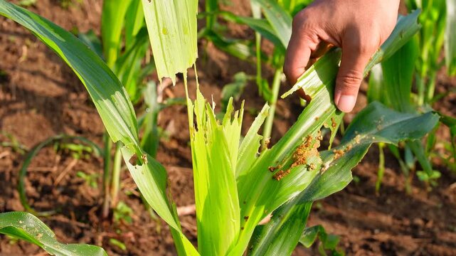 Hand inspecting damaged corn leaves eaten by fall armyworms in an agricultural farm, illustrating pest infestation and impact on crop health