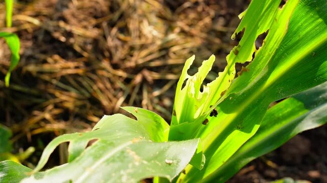Close-up of damaged maize leaves infested by fall armyworm, showing signs of severe pest attack and crop destruction in a corn field