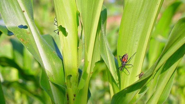Assassin bug (Reduviidae) hunting on a maize plant damaged by fall armyworm (Spodoptera). Close-up footage of natural biological pest control in a cornfield. Perfect for agricultural research