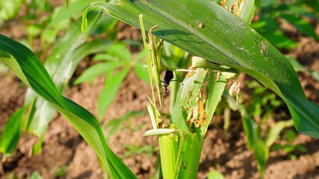 An assassin bug hunting on a corn plant showing severe damage from fall armyworm. Detailed footage of biological pest management in action. Perfect for agricultural research and sustainable farming.