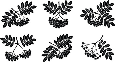 A professional minimalist vector silhouette set featuring wild rowan berry bunches and botanical leaf branches © tajwar