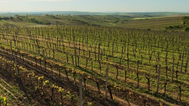 Aerial drone view of vineyard rows in early spring growth on gently sloping hills with rolling farmland extending to the horizon, Moravia, Czech Republic.