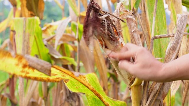 Farmer inspecting damaged corn on the cob in a field. Close-up of hands checking for crop disease or pest infestation. Essential footage for agriculture, farming challenges, and food security concepts