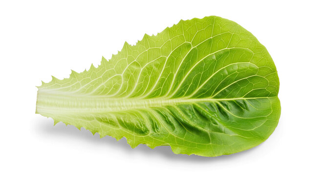 A single, vibrant green leaf of a lettuce plant rests on a transparent background. The leaf displays intricate vein patterns and a slightly serrated edge.