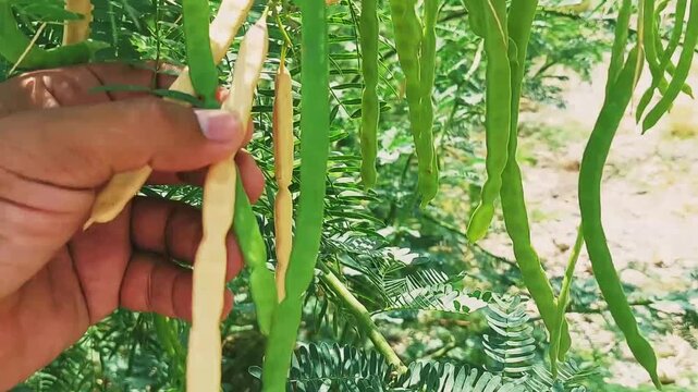 Prosopis Juliflora Mesquite Seed Pods Maturation and Harvesting Process