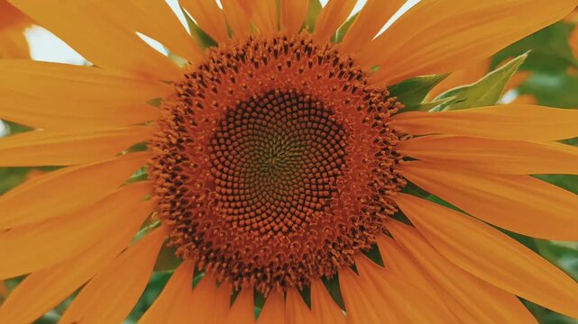Detailed extreme macro zoom out of a vibrant blooming sunflower