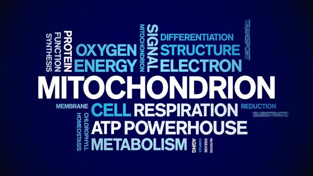 Mitochondrion animated word cloud-gross domestic product animation tag kinetic typography seamless loop.