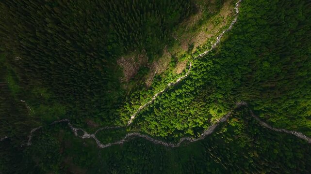 Winding mountain stream flowing through dense alpine pine forest near Parvati Valley in Himachal Pradesh, India, Himalayan mountains