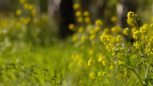 Pair of Orange Tip butterflies flying among bright yellow Mayflowers in field