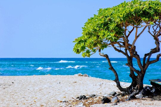 Hawaii beach tree