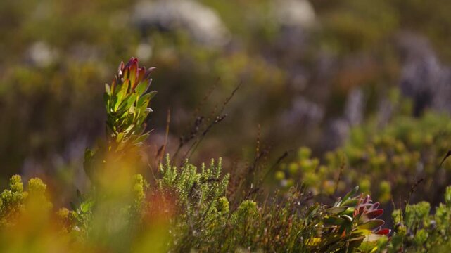 Protea and endemic fynbos vegetation sway in wind in Cape Point Nature Reserve