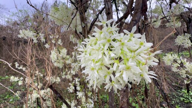 A close-up of blooming Traveller's Joy (Clematis brachiata) on Nankoma island, Malawi.