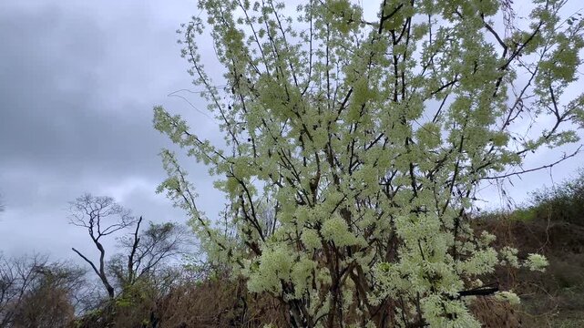 Blooming Traveller's Joy (Clematis brachiata) on Nankoma island, Malawi.