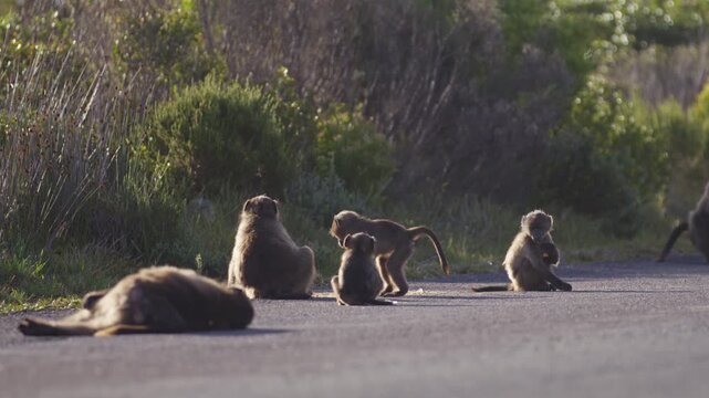 Family of baboon monkeys relax and play by road, slo-mo ground view