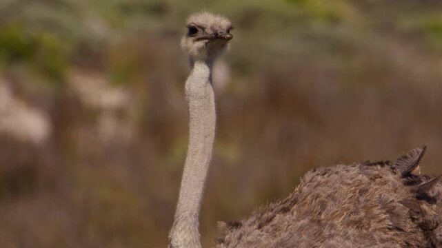 Close-up portrait of face and neck of wild ostrich on windy day