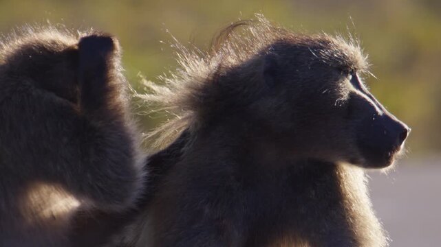 Close-up slo-mo of two wild baboons grooming in evening sunlight
