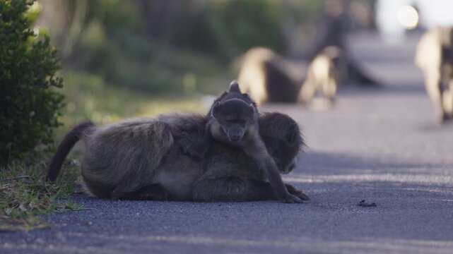 Baby baboon monkey climbs on adult resting by side of road, close view