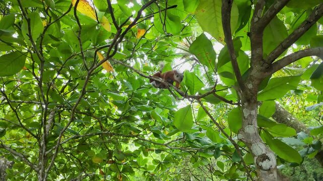 Variegated squirrel climbing through tropical rainforest canopy in Costa Rica