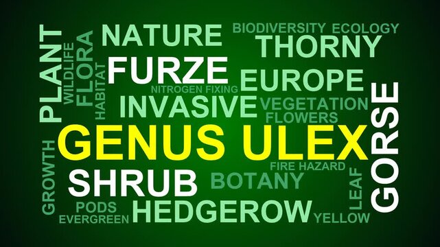 Genus Ulex Word Cloud