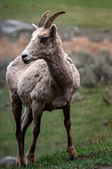 Fototapeta premium Bighorn Sheep Full Body Male Bighorn Sheep Standing Alert on Green Hillside Looking Back — Yellowstone Wildlife