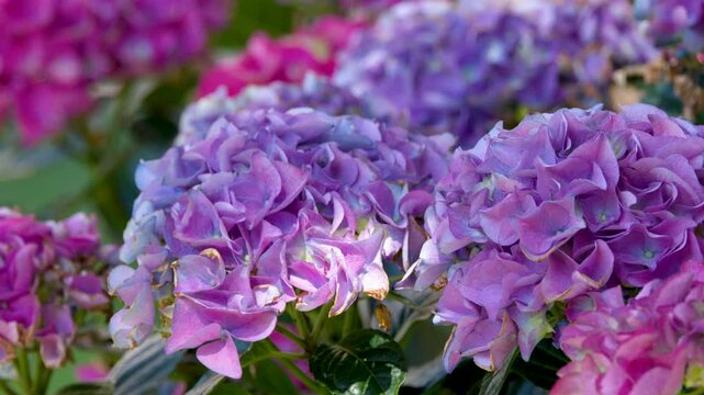 Vibrant Purple and Pink Hydrangea Macrophylla Flowers in Garden