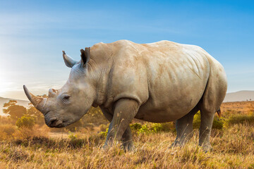 Obraz premium Wildlife safari. White rhinoceros walks through dry savanna grassland in Kenya, Africa during conservation travel.