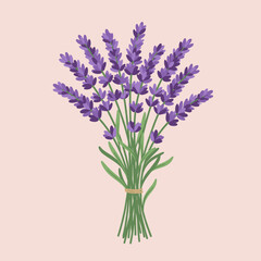 Obraz premium Beautiful bouquet of fresh lavender flowers tied with string, vector illustration of purple aromatic herbs on a pink background
