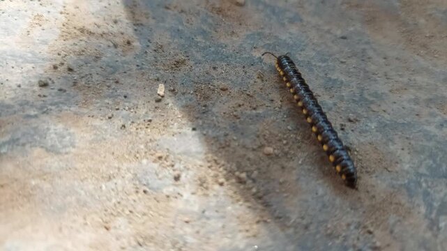 Close-up view of a multi-legged millipede slowly making its way across a textured, rough ground surface, showcasing its segmented body