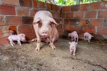 Pink sow sitting in a brick pen with several piglets exploring the muddy ground, representing animal husbandry and agricultural farm life © VICTOR A ARGUELLO