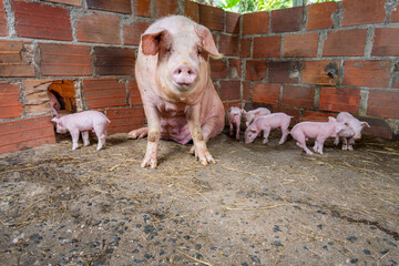 Mother pig resting in a rustic pen with lively piglets exploring a hole in a brick wall and rooting on the floor, evoking motherhood and small-scale livestock farming © VICTOR A ARGUELLO